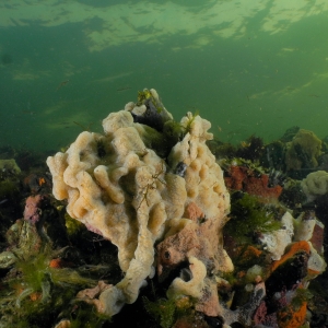 Onderwaterlandschap