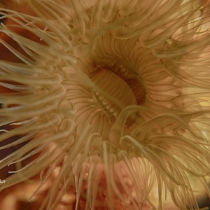 This anemone is waiting for you.