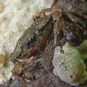 Mister Crab