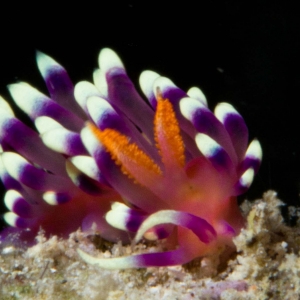 Desirable Flabellina_edited-1