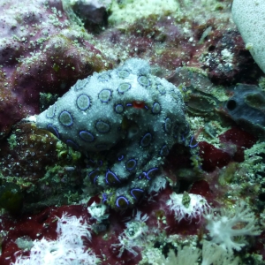 Blauwgeringde octopus