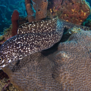 Spotted Moray 28-01-14