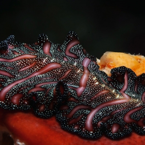 Flatworm_red