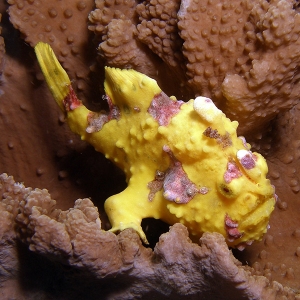 Frogfish_Yellow