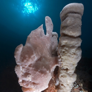 Frogfish_blue
