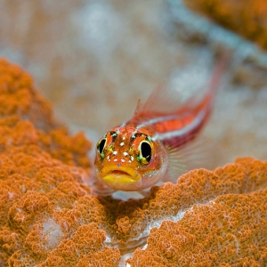 Goby_red