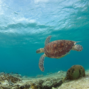 Green-Sea-Turtle,-Chelonia-mydas
