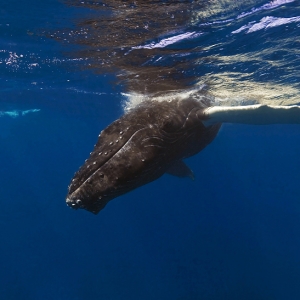 Humpback_Whale2