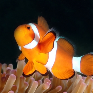 Anemoonvis Nemo