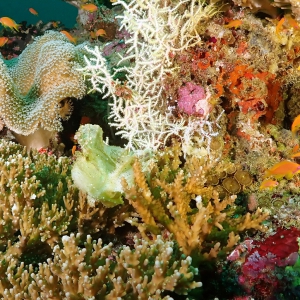 Leaf scorpionfish in koraaltuin