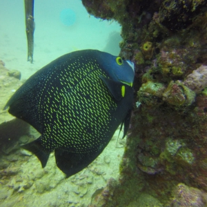 Aruba, angelfish
