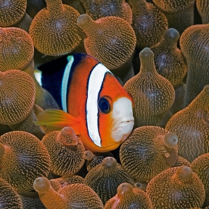 Orange_Fin_Anemone_Fish