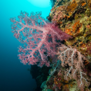 Zacht koraal bij Malapascua