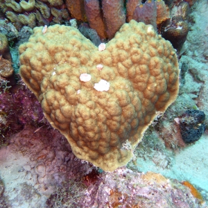 Hartvormig koraal