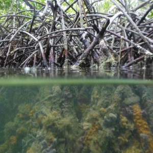 Mangrovewortels boven en onder water
