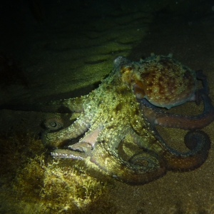 Octopus Nachtduik