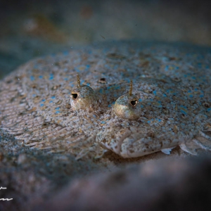 Peacock Flounder