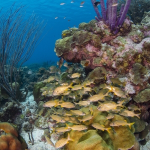 Bonaire Reef