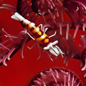 Seafeather-Shrimp
