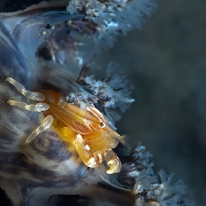 SoftcoralCrab
