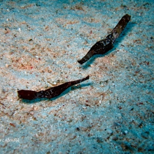 Solenostomus cyanopterus