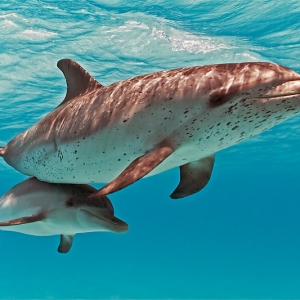 Spotted_Dolphin_baby