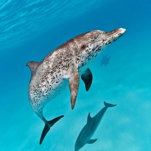 Spotted_dolphin_cloese