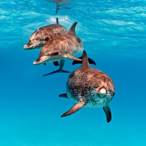 Spotted_dolphin_trio