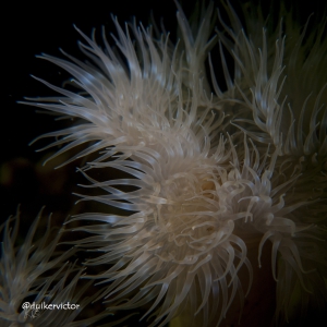 Onderwater bloem