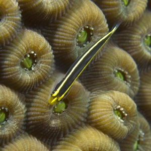 Visje op koraal