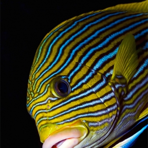 Yellow_Banded_Sweetlip_with_cleaningfish