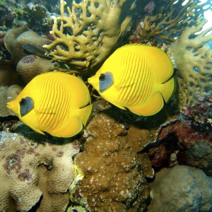 koraalvlinders