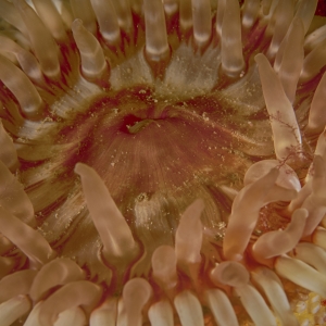 Detail van een zee dahlia