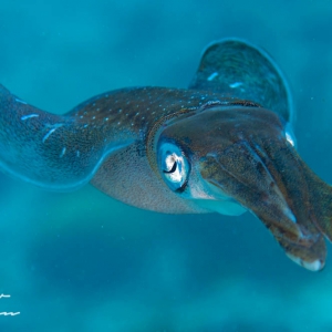 Carribean Reef Squid