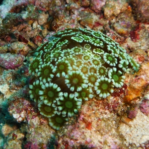 Mooi koraal