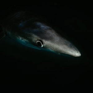 Blauwe haai