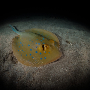 Blue Spotted Ray