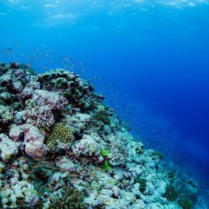 Fuvahmulah coral reef