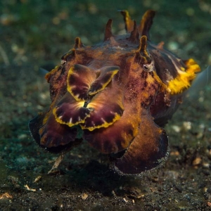 flamboyant-cuttlefish-lembeh-edwin-van-der-sande
