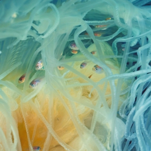 Eierkwal met medusa visjes