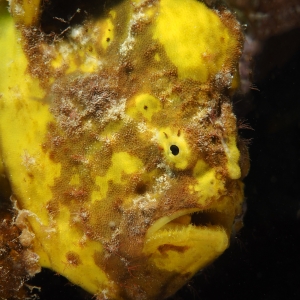 frogfish yellow,Marloes_Otten