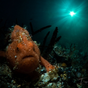 Frogfish in the sun