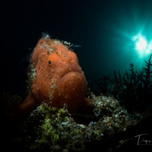 Frogfish in the sun