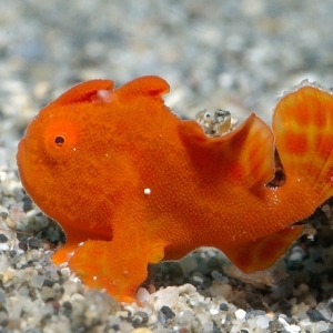 Mini Frogfish