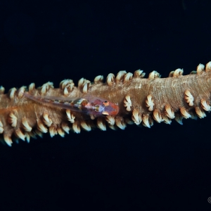 goby whip coral