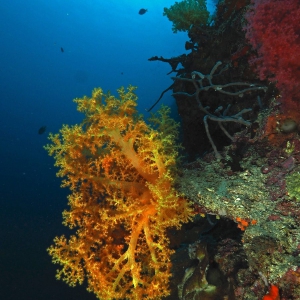 Zacht koraal Moalboal