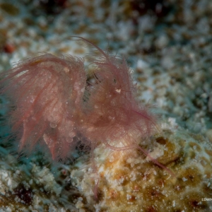 Hairy Shrimp with eggs