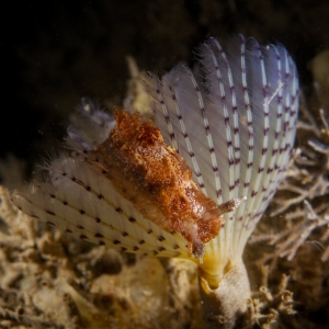 Bruine plooislak op een paarse kokerworm