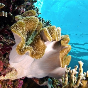 koraalmoalboal