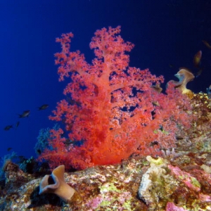 koraalsoftrood547